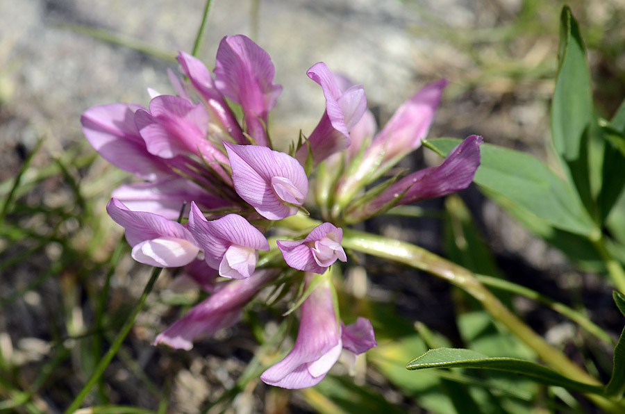 Trifolium alpinum / Trifoglio alpino